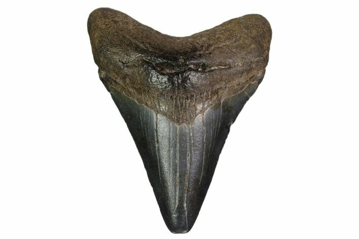 Juvenile Megalodon Tooth - Georgia #158782